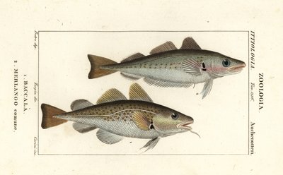 Turska, Gadus morhua, Baccala 1 ja valkoturska, Merlangius merlangus, Merlango comune 2 tekijältä Corsi Corsi