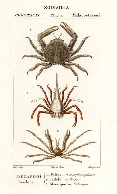 Coral takertuva rapu, arrow rapu ja Leach