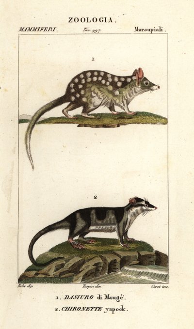 Itäinen quoll ja vesiopossumi tekijältä Corsi Corsi