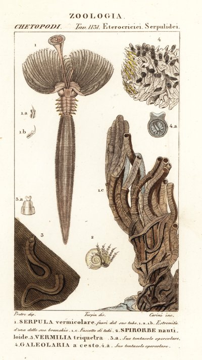 Viuhkamato, Serpula vermicularis 1, polychaete mato, Spirorbis corrugatus 2, putkenrakennusmatomato, Spirobranchus triqueter 3 ja Galeolaria caespitosa 4 tekijältä Corsi Corsi