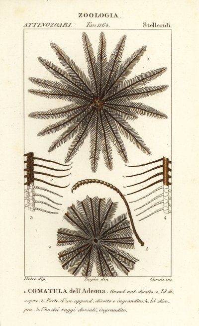 Höyhentähtikrinoidi, Oligometrides adeonae, Comatula adeonae, Commatula dellAdeona tekijältä Corsi Corsi