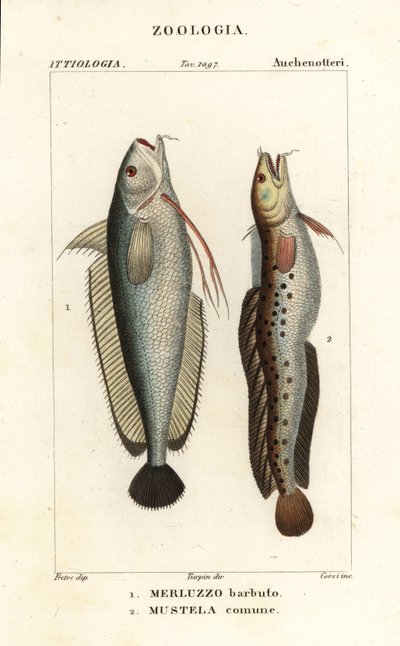Haarukkaparta, Phycis phycis 1 ja viisiparta, Ciliata mustela tekijältä Corsi Corsi