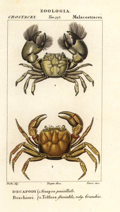 Hemigrapsus penicillatus ja Potamon fluviatile tekijältä Corsi Corsi