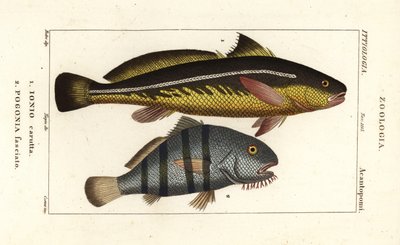 Karut croaker, Johnius carutta, Ionio carutta 1 ja musta rumpu, Pogonias cromis, Pogonias fasciatus, Pogonia fasciato 2 tekijältä Corsi Corsi