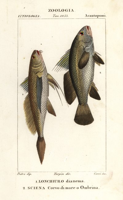 Pitkähäntäkärki, Lonchurus lanceolatus 1 ja laiha, croaker, kivibasso, varjokala, Argyrosomus regius 2 tekijältä Corsi Corsi