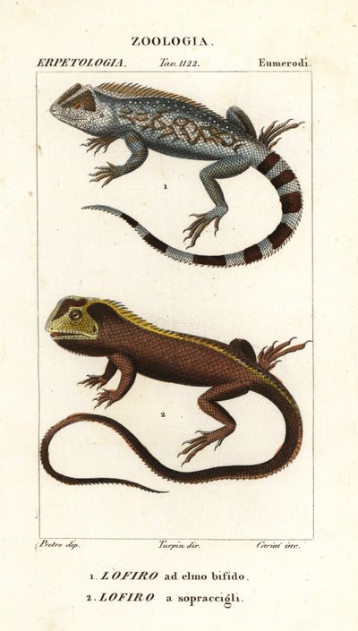 Lyreshead lisko, Lyriocephalus scutatus 1 ja sukelluslisko tai mophead iguana, Uranoscodon superciliosus 2 tekijältä Corsi Corsi