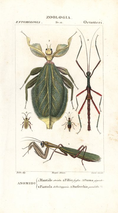 Mantis, lehtihyönteiset, tikkuhyönteiset jne tekijältä Corsi Corsi