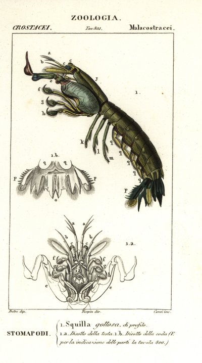 Simaskatkarapu, Gonodactylus chiragra tekijältä Corsi Corsi
