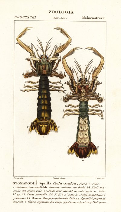 Mantis-katkarapu, Lysiosquilla scabricauda tekijältä Corsi Corsi