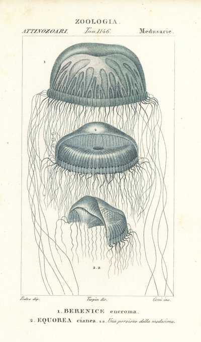 Paljasilmäinen medusa meduusa, Berenix euchroma 1 ja kristallihyytelö, Aequorea cyanea 2 tekijältä Corsi Corsi