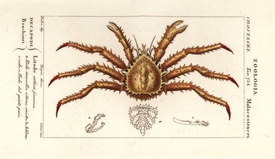 Norjan kuningasrapu, Lithodes maja tekijältä Corsi Corsi