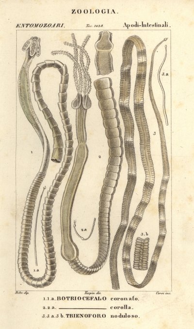 Loismadot ja heisimato, Bothriocephalus coronatus 1, Bothriocephalus corolla 2 ja hauen heisimato, Triaenophorus nodulosus 3 tekijältä Corsi Corsi