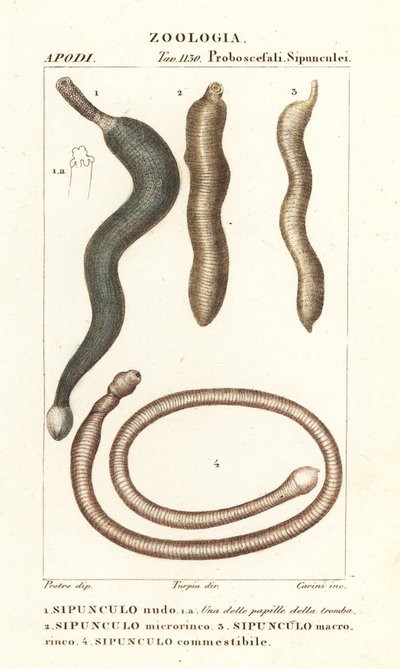 Maapähkinämatot, Sipunculus nudus 1, Siphonosoma cumanense 4 jne. tekijältä Corsi Corsi