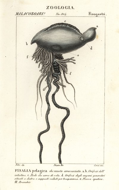 Portugalin sotamies, Physalia physalis tekijältä Corsi Corsi