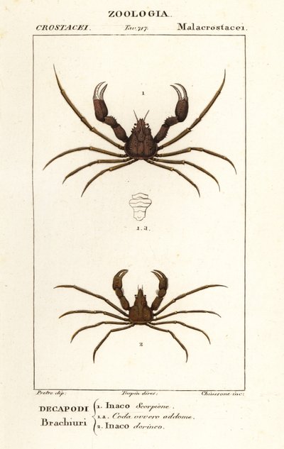 Scorpion hämähäkkirapu ja Leach