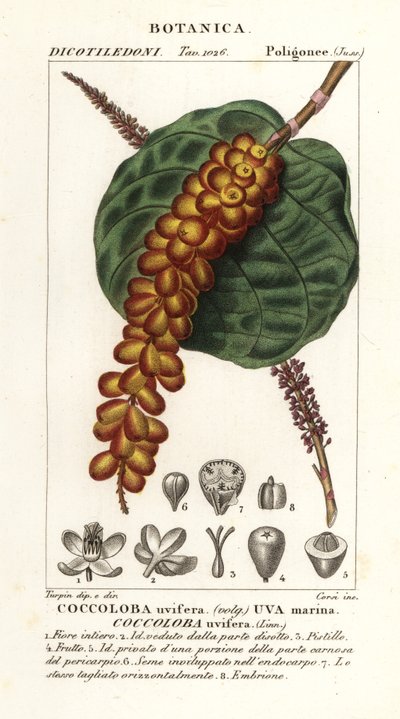 Merirypäle tai baygrape, Coccoloba uvifera, merirypäle tekijältä Corsi Corsi