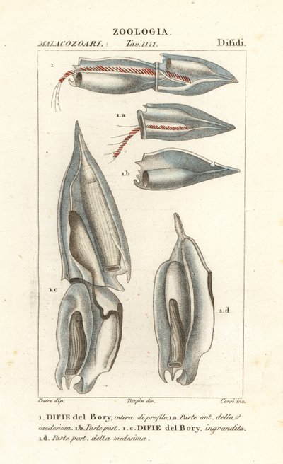 Siphonophores, Diphyes dispar, Diphyes boryi, Difie del Bory tekijältä Corsi Corsi