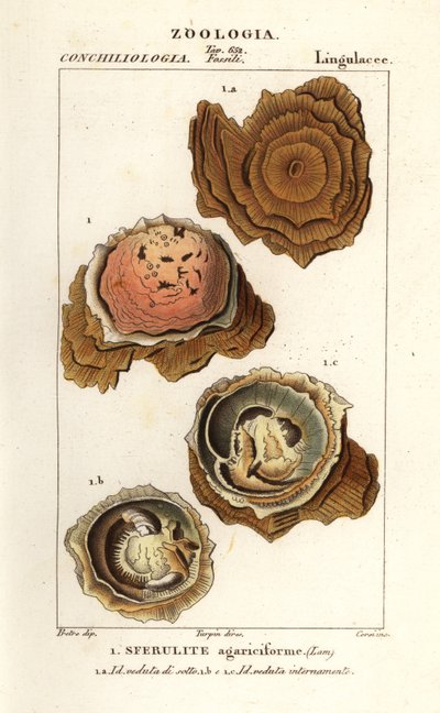 Spherulites agariciformis Helsdingenin kirkko Viasessa tekijältä Corsi Corsi