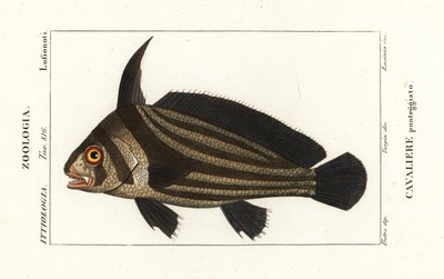 Täplikäs rumpu, Equetus punctatus Eques punctatus, Cavaliere punteggiato tekijältä Corsi Corsi