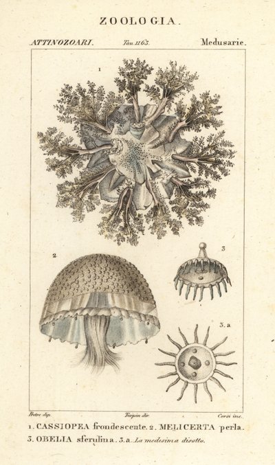 Ylösalaisin oleva meduusa, Cassiopea frondosa 1, Melicertum-laji 2 ja obeliapolyyppi 3 tekijältä Corsi Corsi