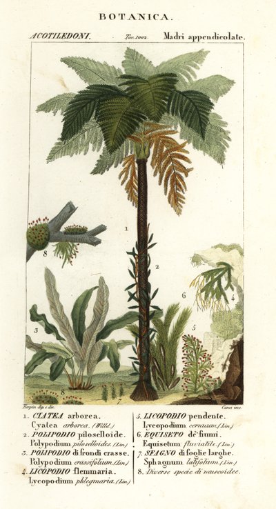 Länsi-Intian saniainen, Cyathea arborea, viiniköynnöksen saniainen, Microgramma piloselloides 2, siro saniainen, Niphidium crassifolium 3, karkea tupsu saniainen, Huperzia phlegmaria 4, staghorn clubsammalt, Lycopodiella cernua 5, vesikorte tekijältä Corsi Corsi