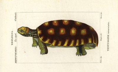Keltajalkakilpikonna tai brasilialainen jättiläiskilpikonna, Chelonoidis denticulatus Testudo tabulata Testuginne intarsiata tekijältä Corsi Corsi