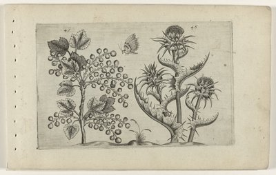 Aalbes en Mariadistel Tunne liljat (sarjan nimi) tekijältä Crispijn van de Passe (I) (attributed to)