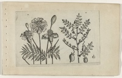 Tagetes ja kikherneet Cognoscite lilia (sarjan nimi) tekijältä Crispijn van de Passe (I) (attributed to)