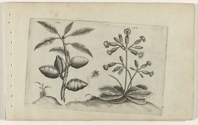 Amandelboom en gulden sleutelbloem Tunne liljat (sarjan nimi) tekijältä Crispijn van de Passe (I) (attributed to)