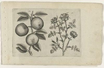 Omena ja koira ruusu Cognoscite lilia (sarjan nimi) tekijältä Crispijn van de Passe (I) (attributed to)