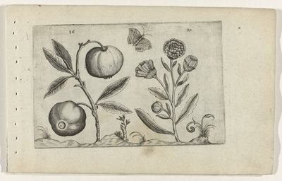 Assyrische appel en goudsbloem Tunne liljat (sarjan nimi) tekijältä Crispijn van de Passe (I) (attributed to)