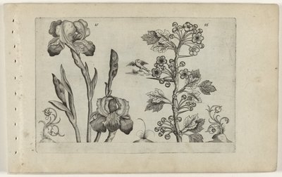 Bardiris ja Coralmeidoorn Cognoscite Lily (sarjan nimi) tekijältä Crispijn van de Passe (I) (attributed to)