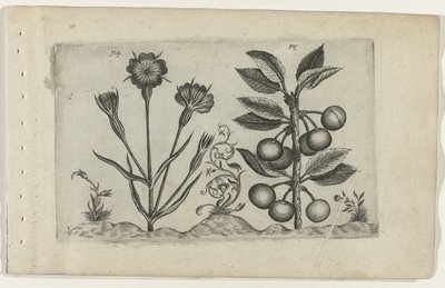 Bolderik en zure kers Tunne liljat (sarjan nimi) tekijältä Crispijn van de Passe (I) (attributed to)