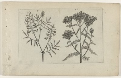 Boswikke en tuizendblad Tunne liljat (sarjan nimi) tekijältä Crispijn van de Passe (I) (attributed to)