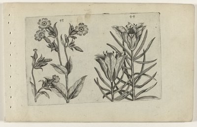 Päiväkäkikukka ja ruislilja Cognoscite lilia (sarjan nimi) tekijältä Crispijn van de Passe (I) (attributed to)