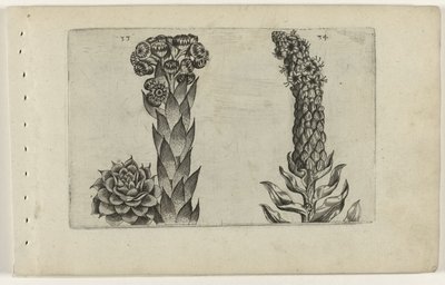 Thunderblade ja mullein Cognoscite lilia (sarjan nimi) tekijältä Crispijn van de Passe (I) (attributed to)
