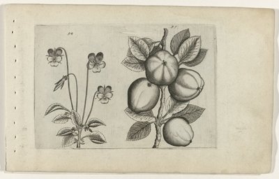 Kolmivärinen violetti ja omena Cognoscite lilia (sarjan nimi) tekijältä Crispijn van de Passe (I) (attributed to)