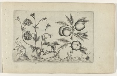 Dubbele akelei en appel Tunne liljat (sarjan nimi) tekijältä Crispijn van de Passe (I) (attributed to)