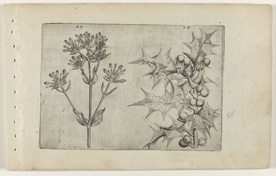 Centaury(?) ja Holly Cognoscite lilia (sarjan nimi) tekijältä Crispijn van de Passe (I) (attributed to)