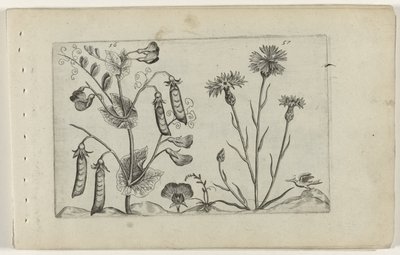Erwt en korenbloem Tunne liljat (sarjan nimi) tekijältä Crispijn van de Passe (I) (attributed to)