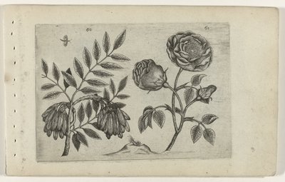 Olet en roos Tunne liljat (sarjan nimi) tekijältä Crispijn van de Passe (I) (attributed to)