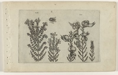 Tavallinen nummi ja luutapensas Cognoscite lilia (sarjan nimi) tekijältä Crispijn van de Passe (I) (attributed to)