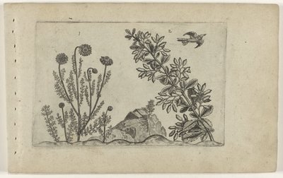 Gewone kamille en zuurbes Tunne liljat (sarjan nimi) tekijältä Crispijn van de Passe (I) (attributed to)