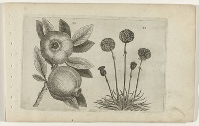 Granaatappel en Engels gras Tunne liljat (sarjan nimi) tekijältä Crispijn van de Passe (I) (attributed to)
