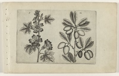 Suuri malva ja oliivipuu Cognoscite lilia (sarjan nimi) tekijältä Crispijn van de Passe (I) (attributed to)