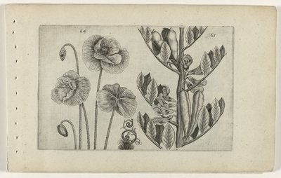 Iso unikko ja härkäpapu Cognoscite lilia (sarjan nimi) tekijältä Crispijn van de Passe (I) (attributed to)