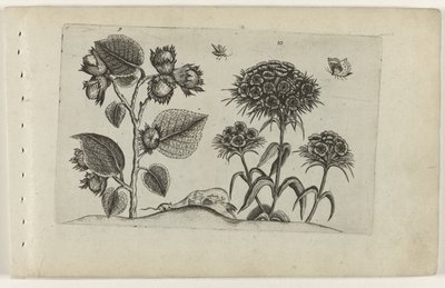 Hazel ja Sweet William Cognoscite lilia (sarjan nimi) tekijältä Crispijn van de Passe (I) (attributed to)