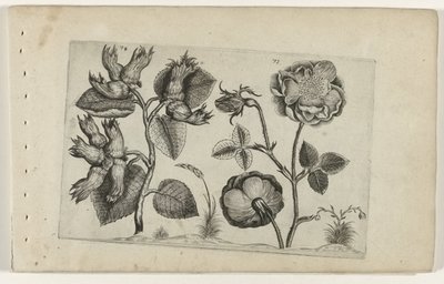 Hazelaar ruusuissa Cognoscite Lily (sarjan nimi) tekijältä Crispijn van de Passe (I) (attributed to)