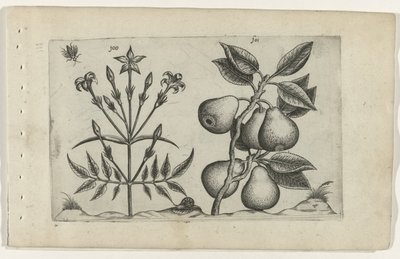 Jasmiini ja päärynä Cognoscite lilia (sarjan nimi) tekijältä Crispijn van de Passe (I) (attributed to)