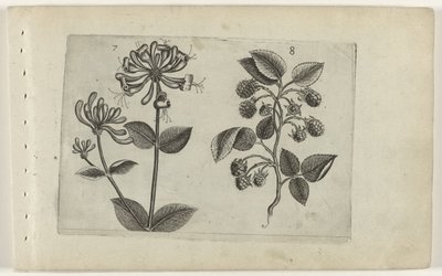 Kamperfoelie en framboos Tunne liljat (sarjan nimi) tekijältä Crispijn van de Passe (I) (attributed to)